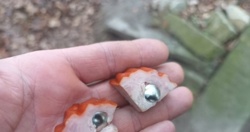 Rozrzucała kawałki wędlin z pinezkami. Chciała skrzywdzić psy