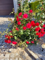 1e2face5-4963-4eea-95ba-50e0cd57c109