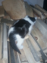 a66c7803-8e2b-40b1-a512-2a1b46e73c1a