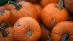 Naukowcy: nasiona dyni mogą obniżać poziom cholesterolu, chronić układ krążenia