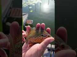 Bass Słoneczny w jeziorze bodeńskim #fishing