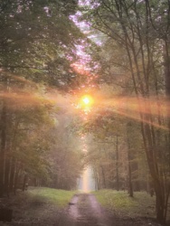 83d238b8-7f19-4380-961d-40c4903503fa