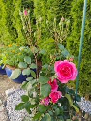 d09ca453-1adb-4580-a401-06f8d5cebfa7