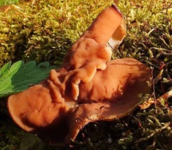 913680a6-ddd8-446a-bcf1-fc6d20a52e74