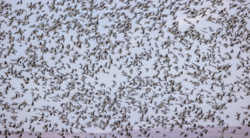 Nad Polską pojawią się setki tysięcy ptaków. Wiemy, kiedy patrzeć w niebo