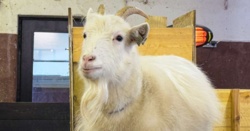 Kozy terapeutyczne na farmie pod Akureyri (Islandia)