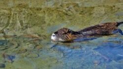 Tatry. Bóbr z Morskiego Oka nie żyje. Spadł z wysokości