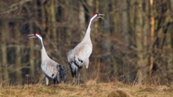 1ec3d93b-c11d-41b0-babf-694388a8c721