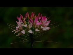 Letnia Relaksująca Muzyka Do Snu Uwalnianie Melatoniny