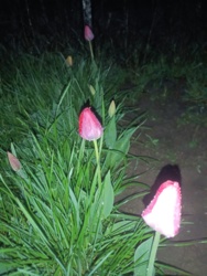 279981b1-c4ed-4d1f-89a5-328fbff54c18