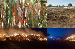 Kilkukrotnie rozbita sieczkarnia, spalone 1000 bel. "Ktoś po prostu próbuje nas wykończyć"