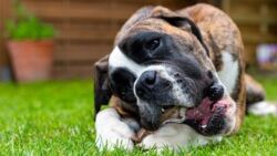 Surowa karma dla psów odpowiedzialna za bakterie odporne na antybiotyki