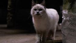 fd306017-1241-4524-ab89-b8661eb5464a