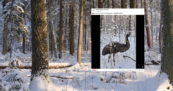 Przerażony emu błąkał się po lesie w Nadleśnictwie Garwolin