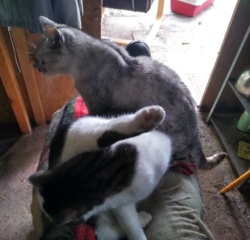 88a686e1-7fa2-46d9-b907-72606a9e4445