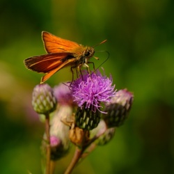 Karłątek Kniejnik - Ochlodes Sylvanus / Fotografujemy Przyrodę