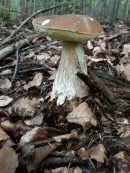 2714915b-13cd-4d16-9338-5c8b7bc6a6ac