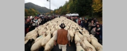 Szczawnica zaprasza na uroczysty redyk. Trzy dni świętowania tradycji