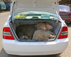 0882c51e-0be0-4b0c-9975-25a3482cbd26