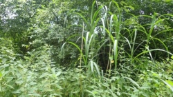 Obce gatunki w środowisku: pirania w Sanie i “biegnący” bambus nad Lubatówką