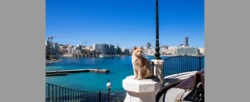 Malta jest rajem dla kotów