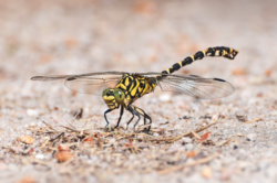 46193df3-c512-42d1-b8ff-c667fa515e2c