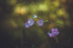 233bb2c0-ee1b-4ab3-8225-22268f3ec47f