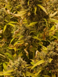 74eb1e44-5cb5-46de-b643-4f4513e13bbb