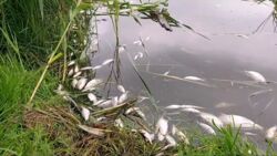 Przyducha - śnięte ryby straszą w jeziorach i rzekach. Dlaczego ryby masowo giną?