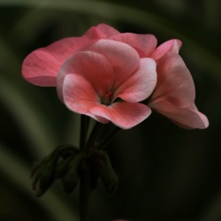 Pelargonia Pasiasta - Pelargonium Hortorum / Fotografujemy Przyrodę