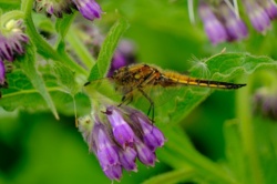 Ważka jeden z ładniejszych owadów w Polsce / Fotografujemy Przyrodę
