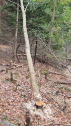 50cd850d-4f4a-4831-9975-bc2ea37e61c0