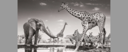 Poruszające słonie i sprytne kojoty: Wildlife Photographer 2026 w zdjęciach