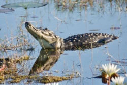Odkryto dwa nowe gatunki krokodyli