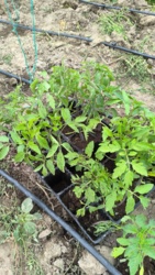 d803380d-9bd6-4adc-bcd8-fe92372f4198