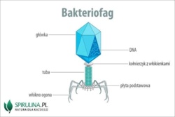 Ostatnia deska ratunku gdy antybiotyki nie działają - terapia fagowa