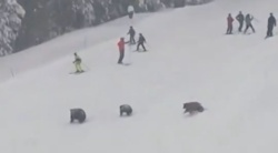 Chwile grozy na stoku w Kalifornii. Trzy niedźwiedzie wbiegły między narciarzy