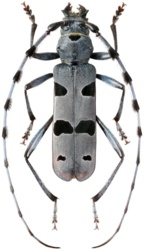 d4aed4d2-01b3-4ba3-bcb5-e64516385558