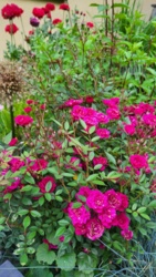 1ddb629c-a058-4c9b-98aa-e5e2851251f5