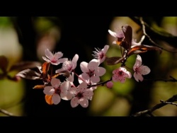 Kojąca Muzyka Wyciszająca Do Głębokiego Relaksu