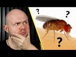 Skąd biorą się MUSZKI OWOCÓWKI?