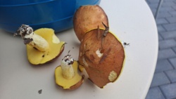 b445d422-2bf7-4349-81d3-103485a8d6af