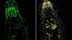 Dwugłowe robaki. Nowe odkrycie polskich naukowców z UW