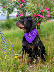 4eaddabc-f9d6-4d62-aa41-7edee69f9059