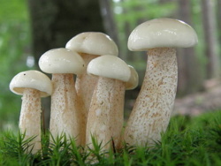 0aa5ea0d-31af-437d-8597-86564bfbf03f