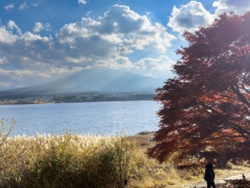 d01e950d-54f9-4eec-b1d6-3e2bfd9d0e4d