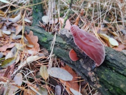 36f9772e-4f9b-4cab-b19a-9eb596a41252