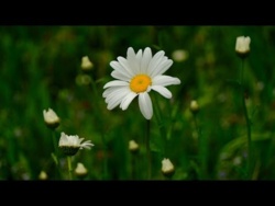 Wiosenna Spokojna Muzyka Głęboko Wyciszająca Umysł