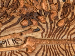 8c7ea111-f9ce-42f1-a2b1-6369cac63b24