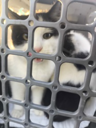 c29c8a77-343b-42cd-8027-40054cccf152